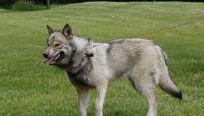 Wolf Dog Hybrid Satılık Yavru