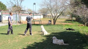 Arnavutköy Köpek Eğitim Çiftliği İstanbul