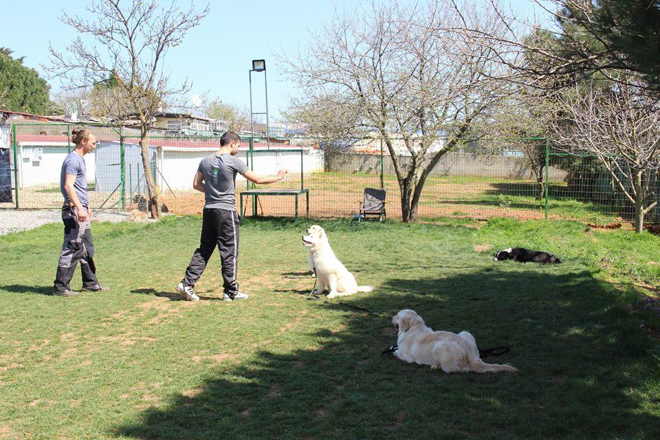 Arnavutköy Köpek Eğitim Çiftliği İstanbul