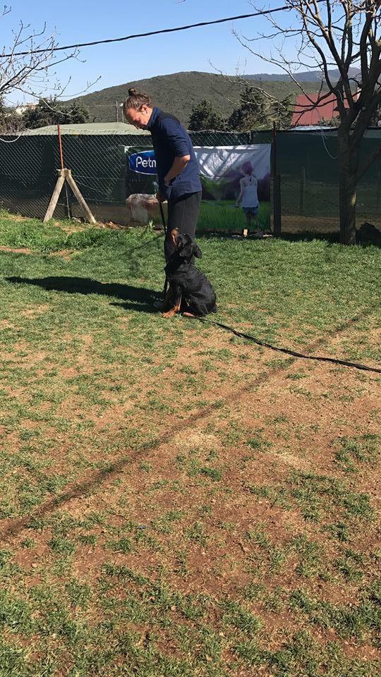 Kadıköy Köpek Eğitimi
