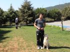 Lhasa Apso Köpek Eğitimi