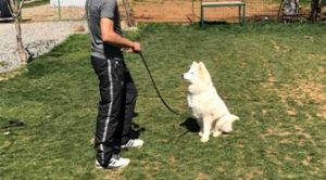 AkitaInu Köpek Eğitimi Eğitmeni