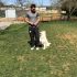 BichonFrise Köpek Eğitimi Eğitmeni