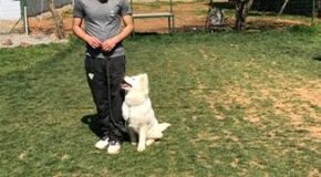 Bağcılar Köpek Eğitim Çiftliği İstanbul