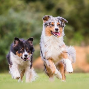 Sultanbeyli Köpek Eğitimi ve Köpek Pansiyonu