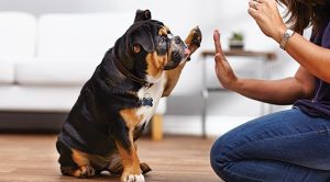 Evde Köpek Eğitimi Nasıl Verilir