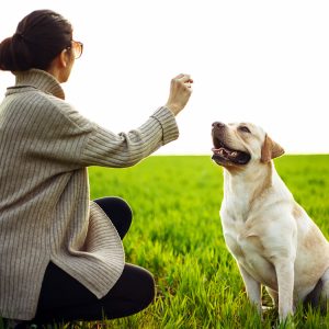 4 Yaşındaki Köpek Eğitim Alır mı? – Öğrenmek İçin Asla Geç Değil